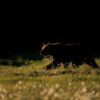 Brown bear in Finland.