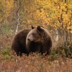Brown bear in Finland.