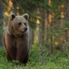 Brown bear in Finland.