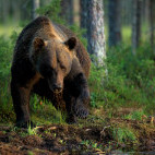 Brown bear in Finland.