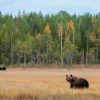 Brown bear in Finland.