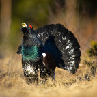 Capercaillie in Finland