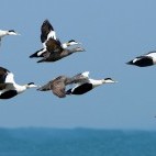 Eider ducks in Finland