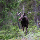 Elk in Finland