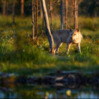 Grey wolf in Finland