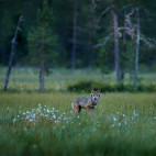 Grey wolf in Finland