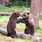 Brown bear in Finland.