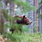 Brown bear in Finland.