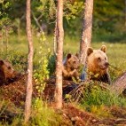 Brown bear in Finland.