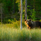 Brown bear in Finland