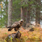 Golden eagle in Finland