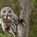 Great grey owl in Finland