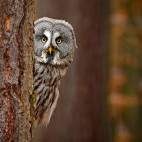 Great grey owl in Finland
