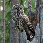 Great grey owl in Finland.