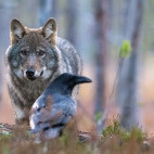 Grey wolf & raven in Finland.