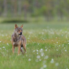 Grey wolf in Finland.