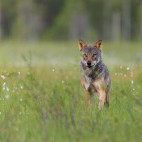 Grey wolf in Finland.