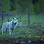 Grey wolf in Finland.