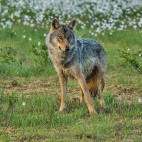 Grey wolf in Finland.