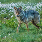 Grey wolf in Finland.