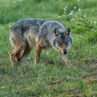 Grey wolf in Finland.