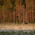 Grey wolf in Finland.