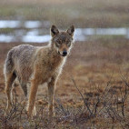 Grey wolf in Finland.
