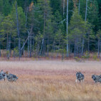 Grey wolf pack in Finland.