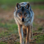 Grey wolf in Finland.