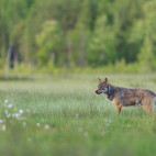 Grey wolf in Finland.