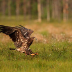 Juvenile white-tailed eagle in Finland.