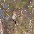 Bohemian waxwing in the Kainuu region of Finland