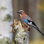 Eurasian jay in the Kainuu region of Finland
