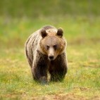 European brown bear in Finland
