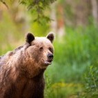 European brown bear in Finland