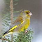 Greenfinch in the Kainuu region of Finland