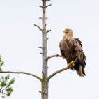 White-tailed eagle in the Kainuu region of Finland