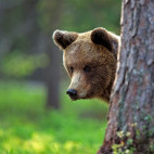 Brown bear in Finland.