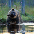 Brown bear in Finland.