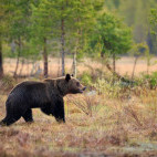 Brown bear in Finland.