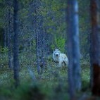 Eurasian wolf in Finland.
