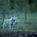 Eurasian wolf in Finland.