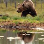 European brown bear in Finland.