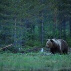 European brown bear in Finland.