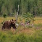 European brown bear in Finland.