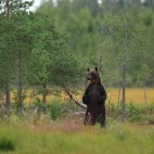 European brown bear in Finland.