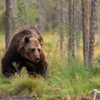 European brown bear in Finland.