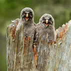 Great grey owl chicks in Finland.