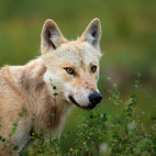 Grey wolf in Finland.