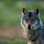 Grey wolf in Finland.